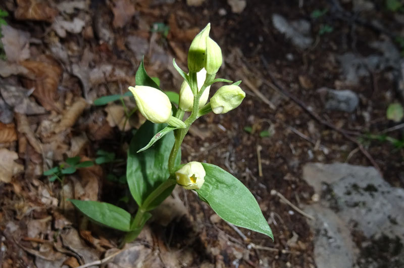 Cephalanthera longifolia e damasonium